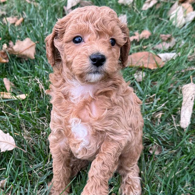 Curtis - Labradoodle