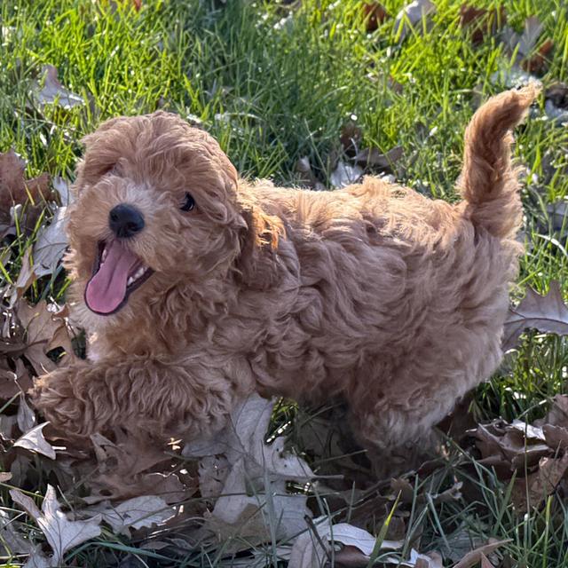 Curtis - Labradoodle