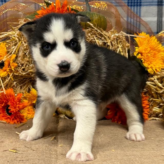 Cade - Siberian Husky