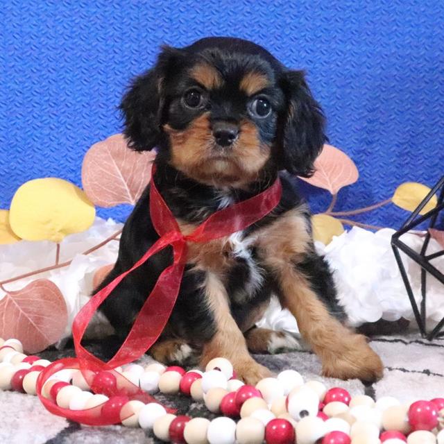 Charla - Cavalier King Charles Spaniel