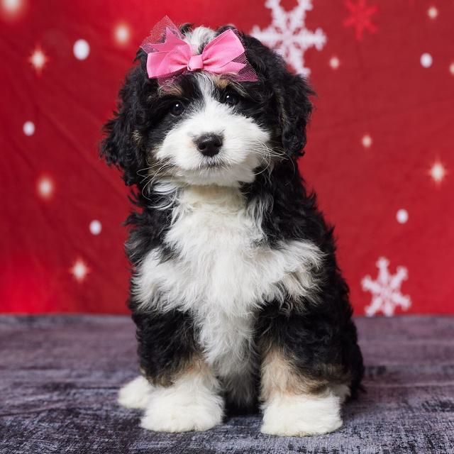 Blush - Bernedoodle