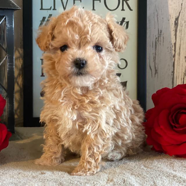 Queenie - Maltipoo