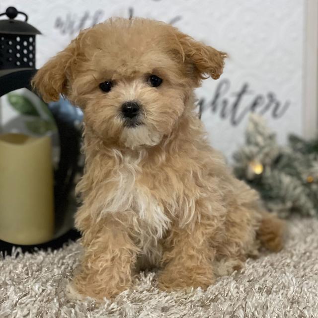 Queenie - Maltipoo