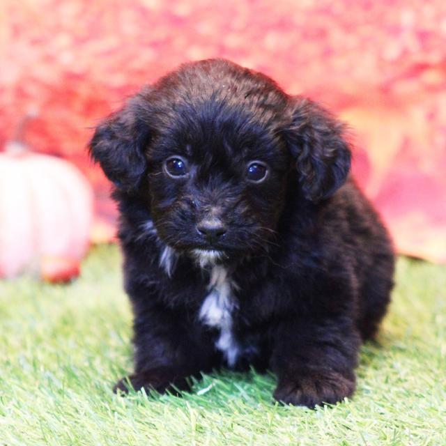 Ross - Aussiedoodle