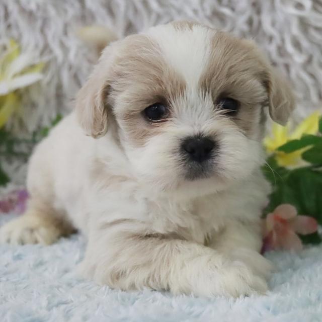 Juliet - Lhasa Apso