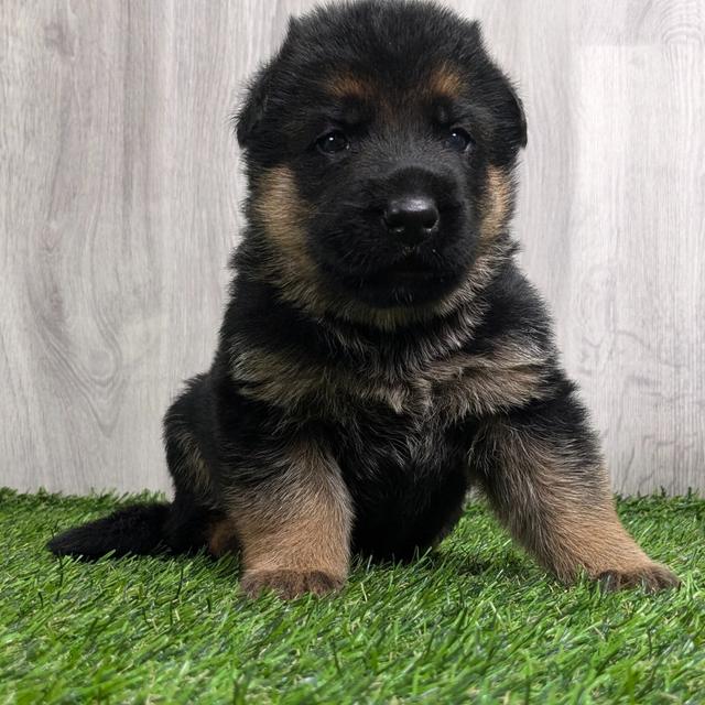 Quinto - German Shepherd Dog