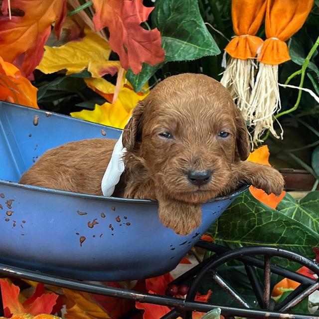 Linus - Goldendoodle