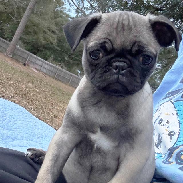 Ellie Mae - Pug