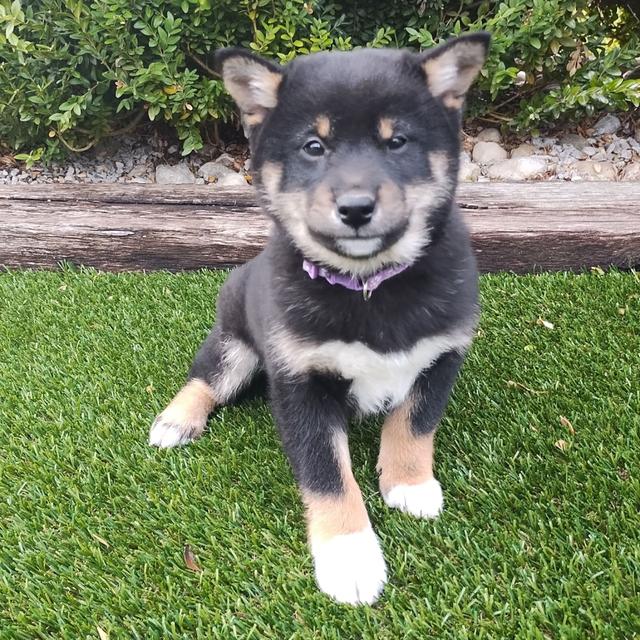 Lola - Shiba Inu