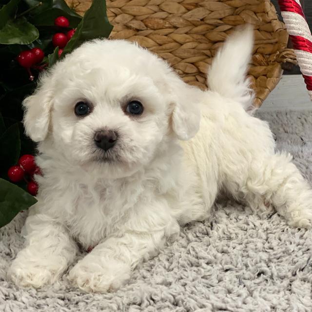 Addy - Bichon Frise