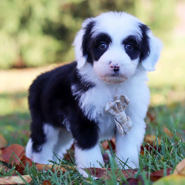 Philip - Sheepadoodle