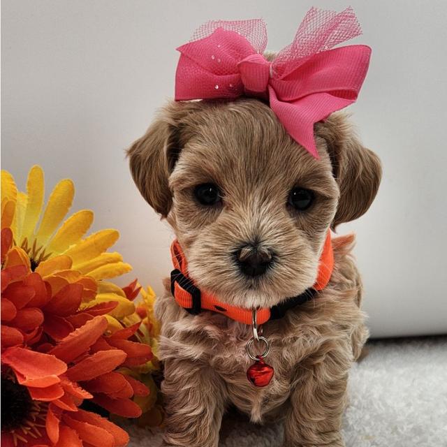 Lottie - Maltipoo