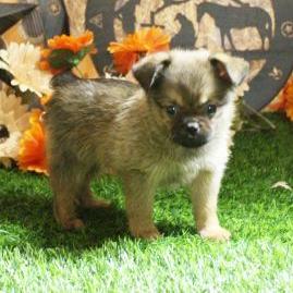 Scrappy - Brussels Griffon