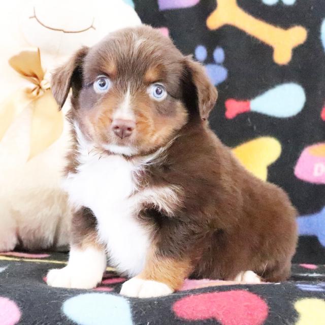 Maria - Australian Shepherd