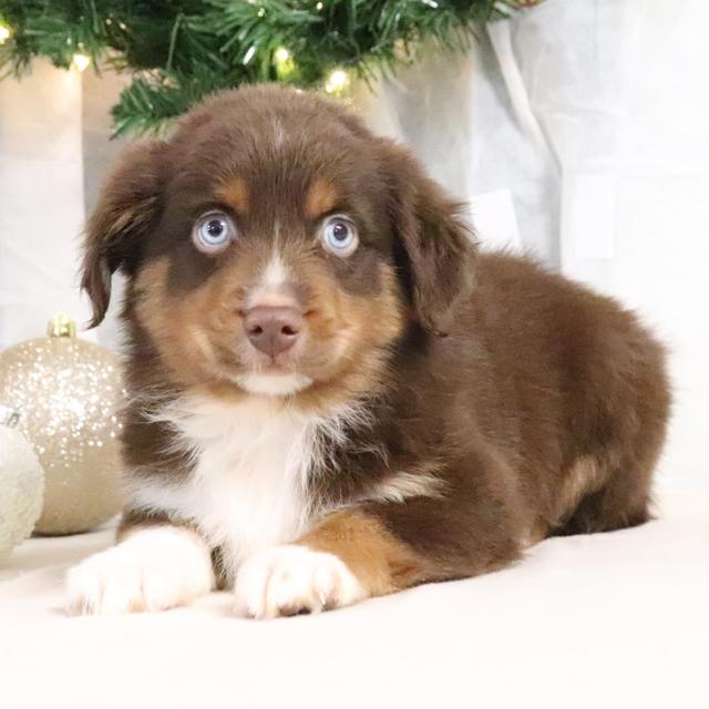 Maria - Australian Shepherd