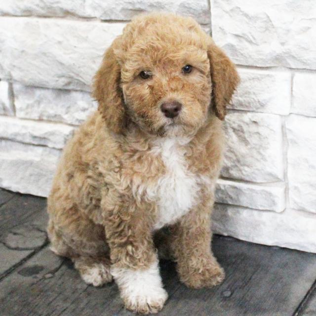 Hudson - Labradoodle