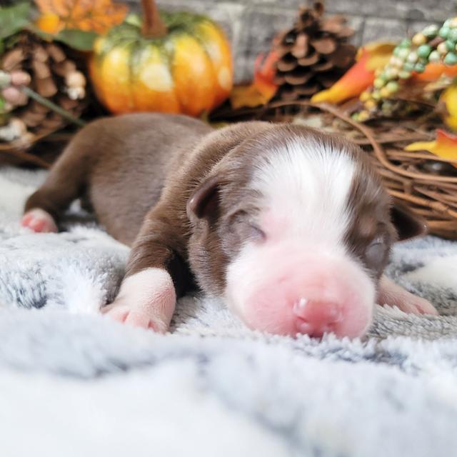 Chipper - Australian Shepherd