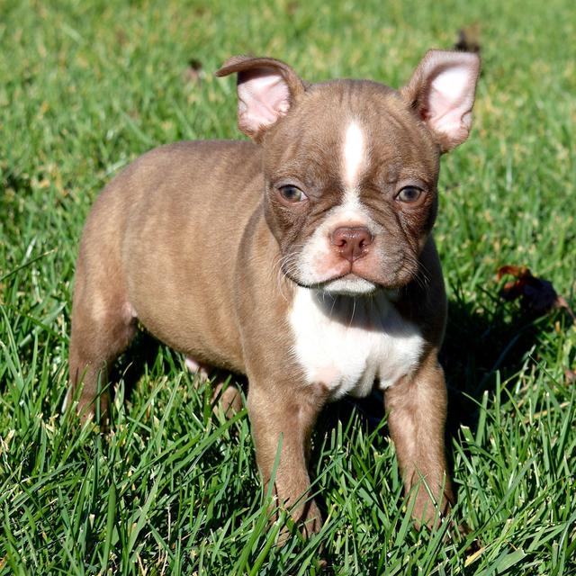 Archie - Boston Terrier