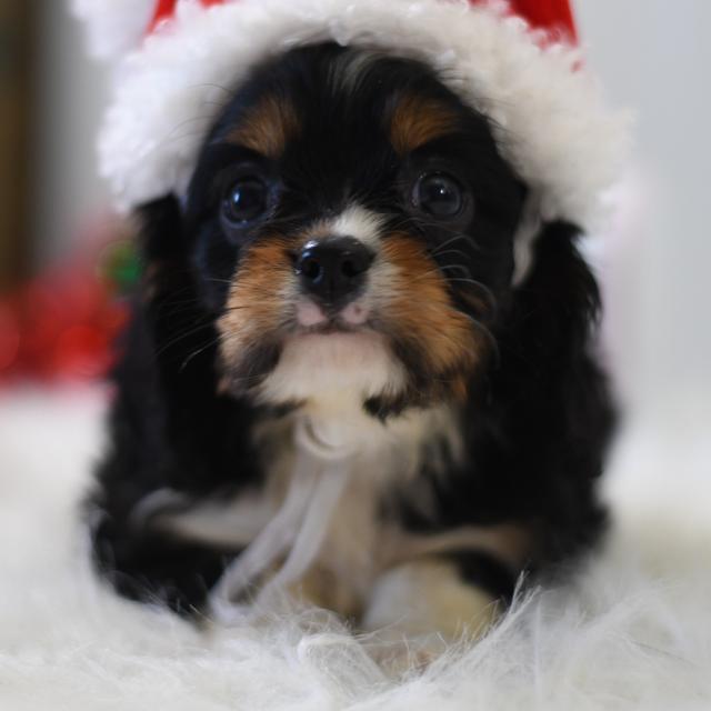 Nick - Cavalier King Charles Spaniel