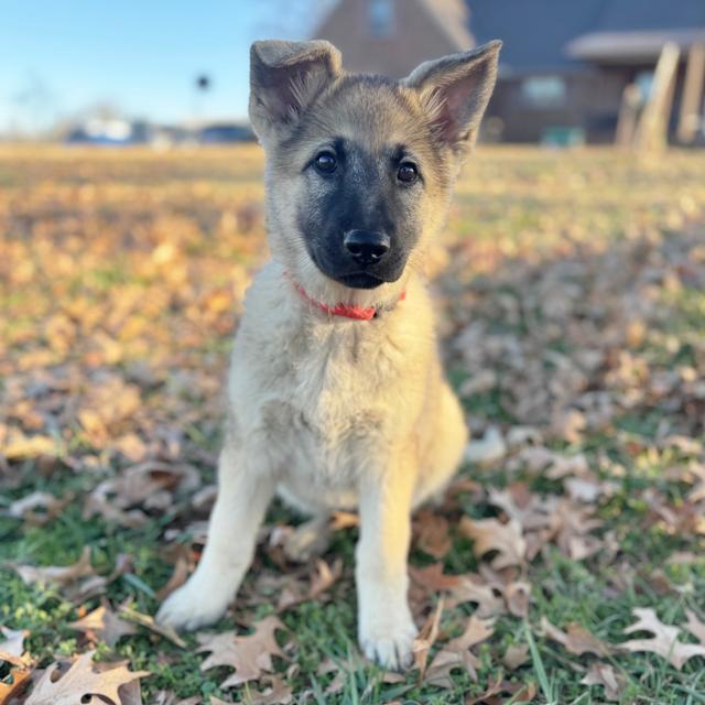 Clea - German Shepherd Dog