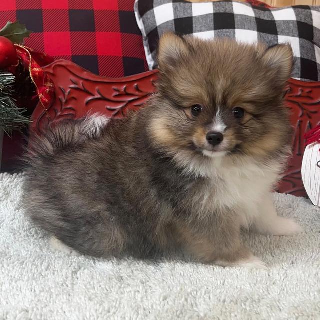 Sammy - Pomeranian