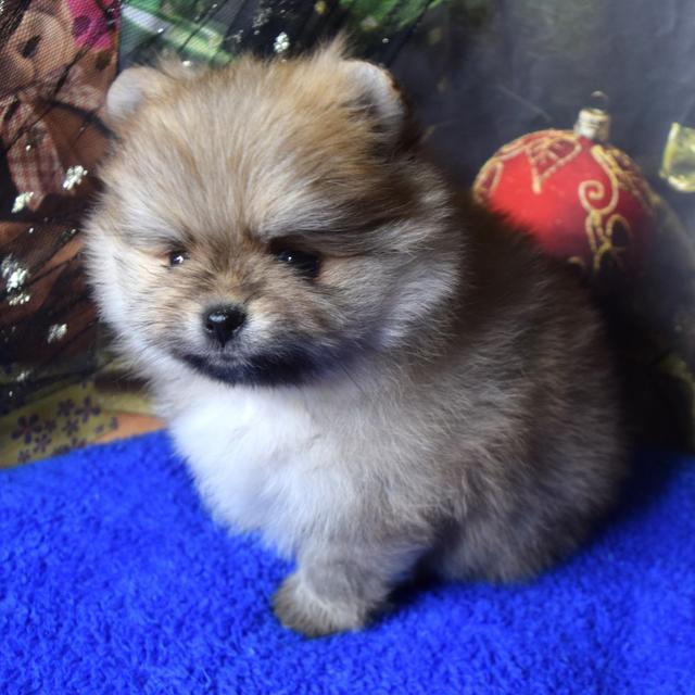 Berry - Pomeranian