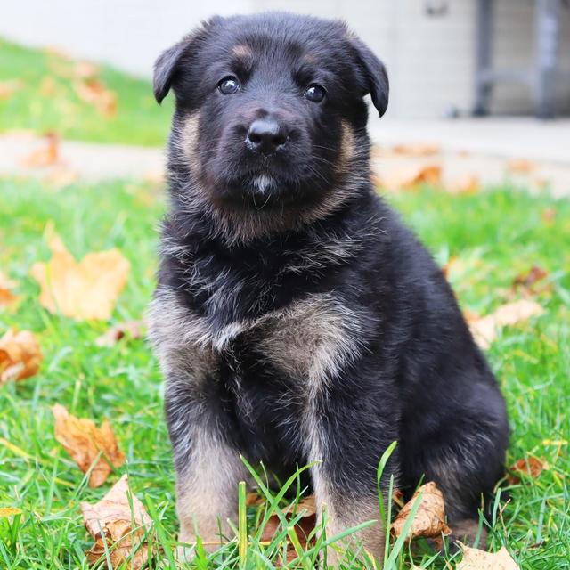 Annika - German Shepherd Dog