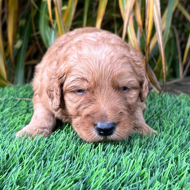 Sedrick - Goldendoodle