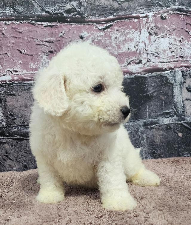 Randy - Bichon Frise