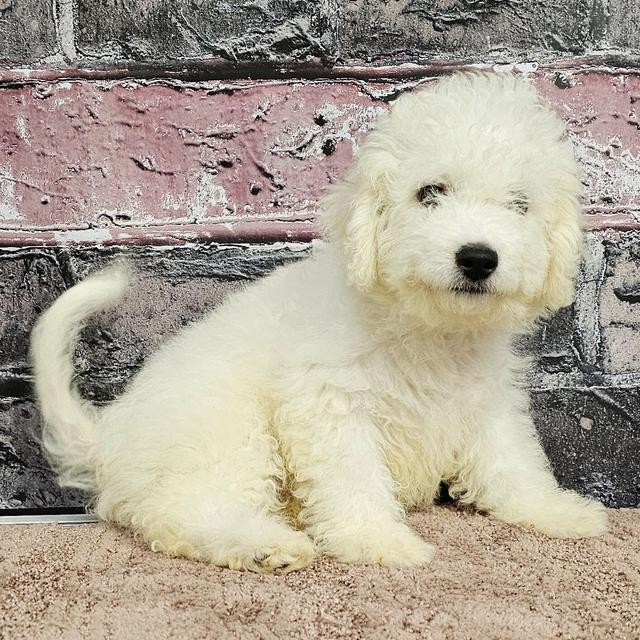 Randy - Bichon Frise