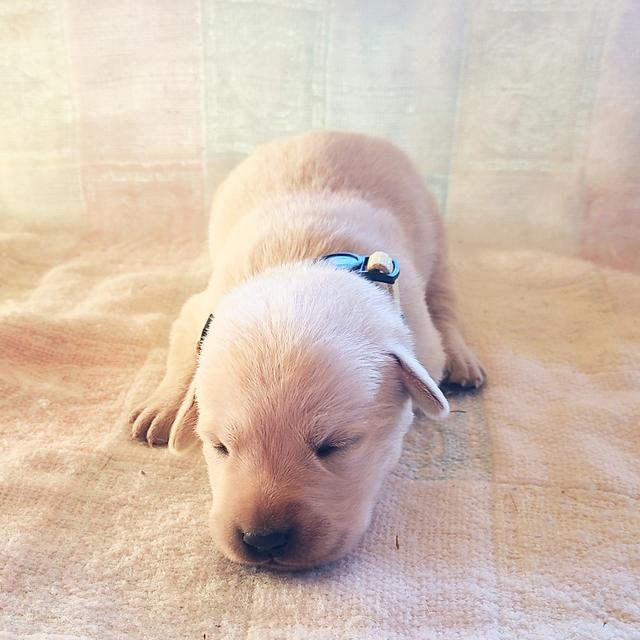 Yana - Labrador Retriever