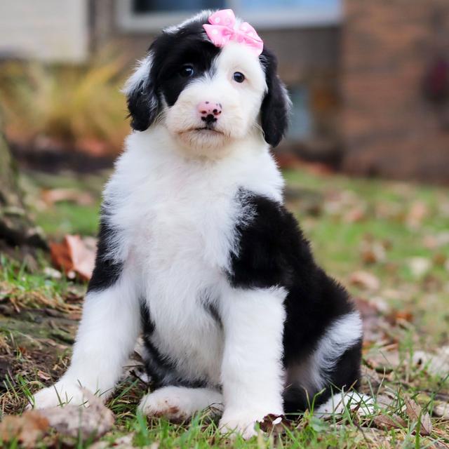 Madison - Sheepadoodle