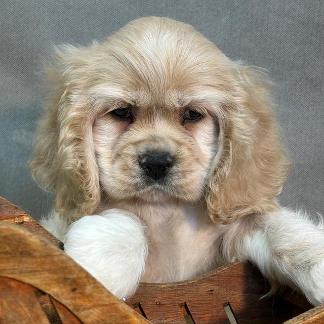 Sawyer - Cocker Spaniel