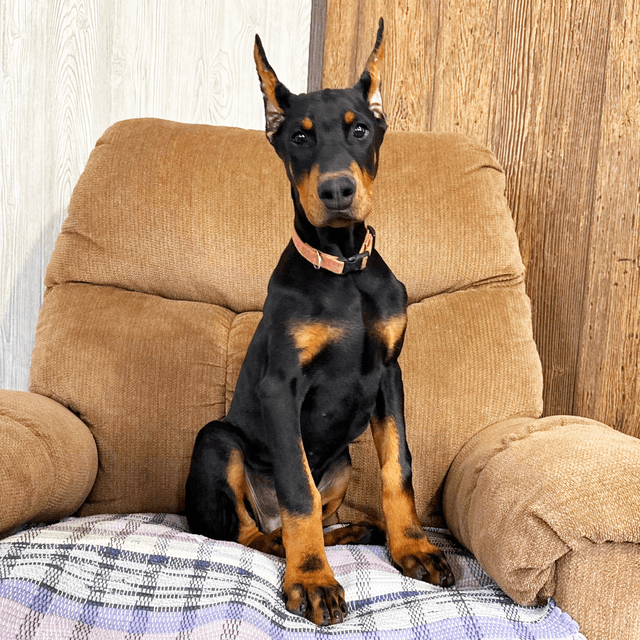 Paxton - Doberman Pinscher