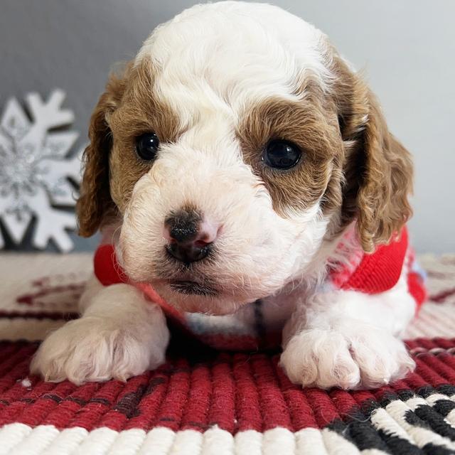 Turner - Cavapoo