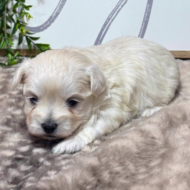 Daisy - Maltese