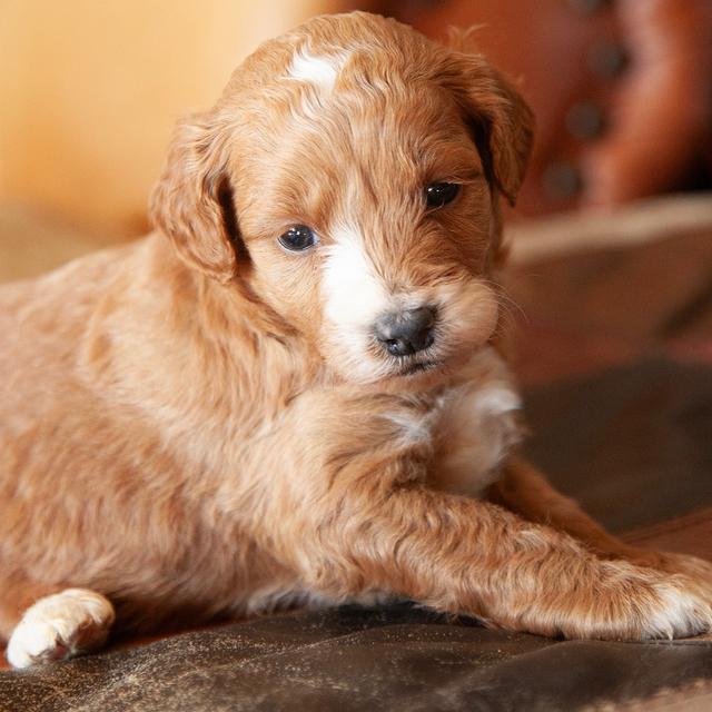 Candy - Goldendoodle