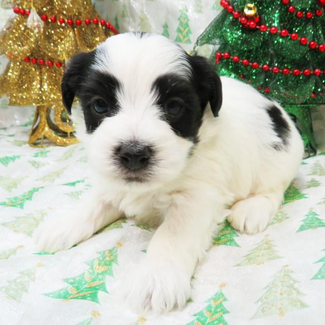 Edward - Coton de Tulear