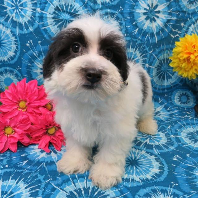 Edward - Coton de Tulear