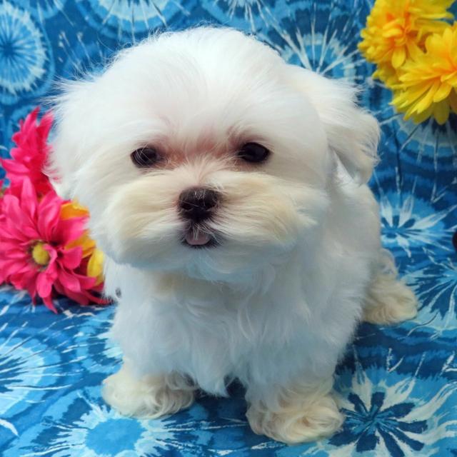 Herbie - Maltese