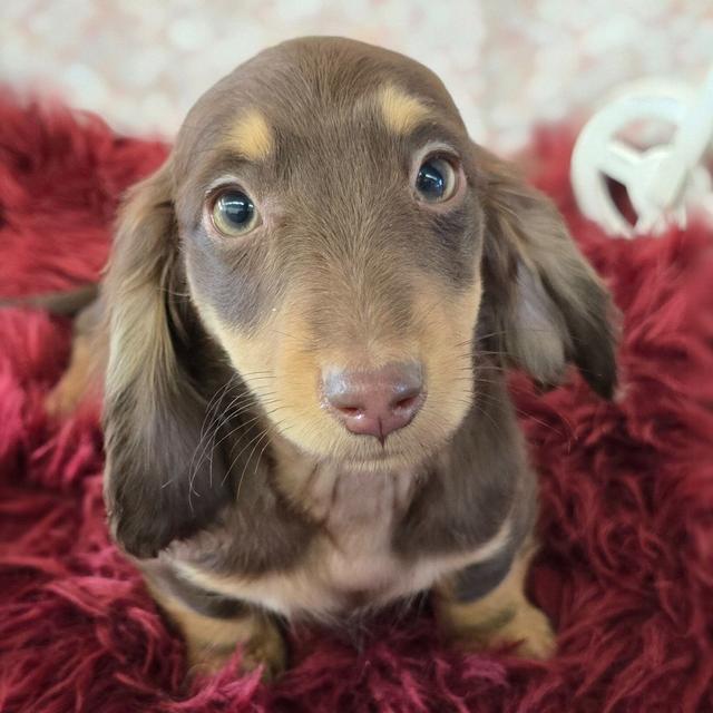 Flurry - Dachshund