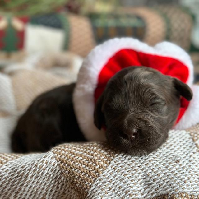 Dolce - Portuguese Water Dog