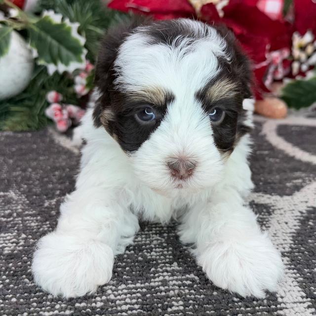 Israel - Havanese