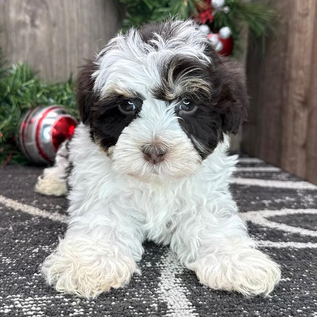 Israel - Havanese