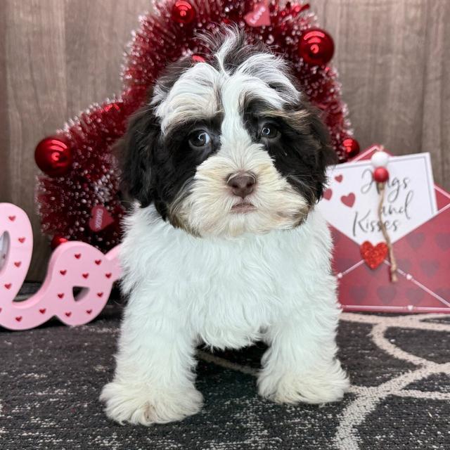 Israel - Havanese