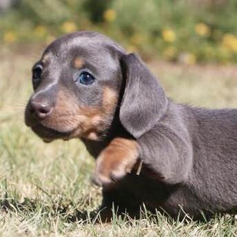 Blue - Dachshund