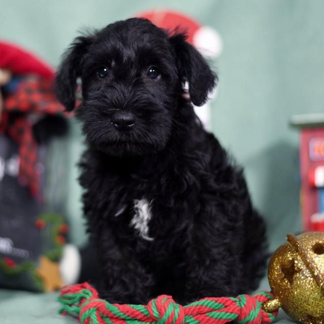 Candy - Miniature Schnauzer