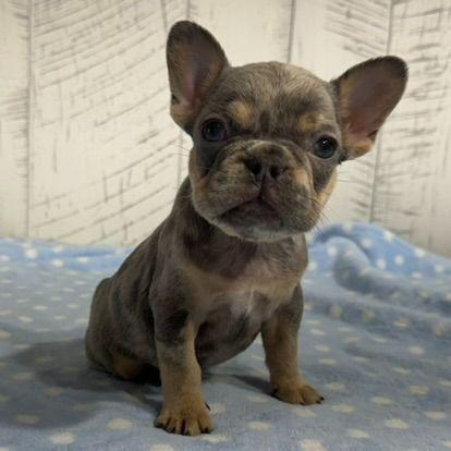 Elise - French Bulldog