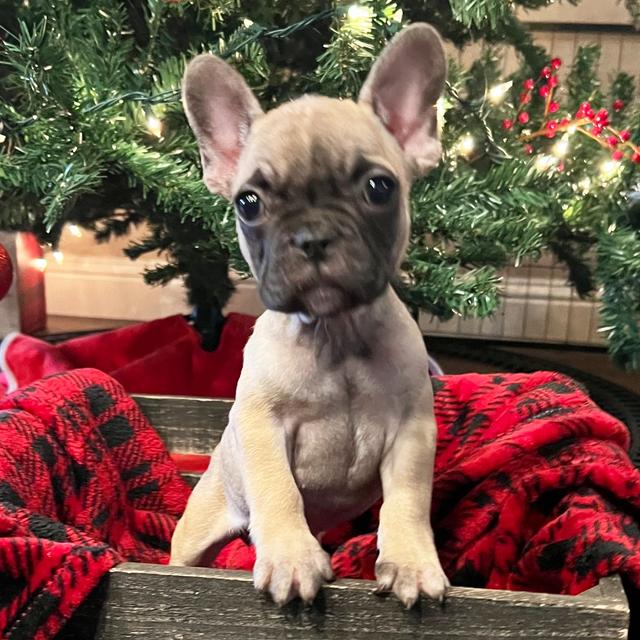 Baby - French Bulldog