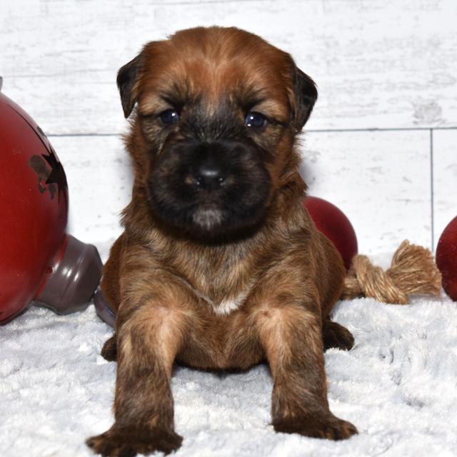 Everett - Soft Coated Wheaten Terrier